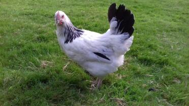 Rir x white sussex pullet