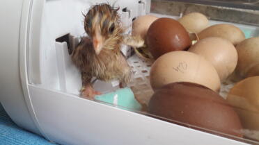 so newly hatched!