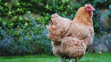 Lincolnshire buff chickens are such lovely pets!