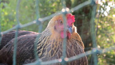 Chickens love the omlet fence