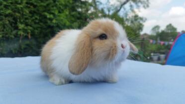 Split mini lop 