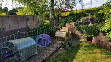 Edna and Alice enjoying the freedom the Omlet fencing gives them