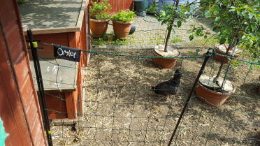 Omlet fence and mini-orchard