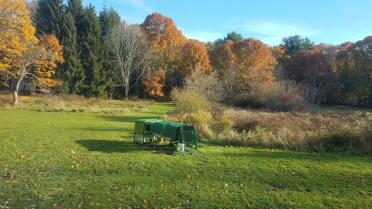 Our Eglu protects our girls from the foxes in the area - and they love the grass