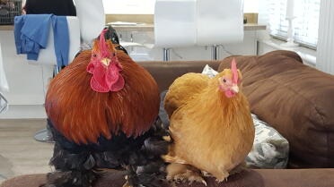 Chickens on sofa