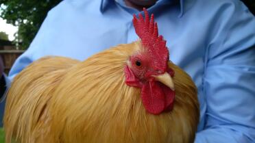 Our Golden cockerel by edwina robins 