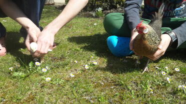 Chick and dwarf hen