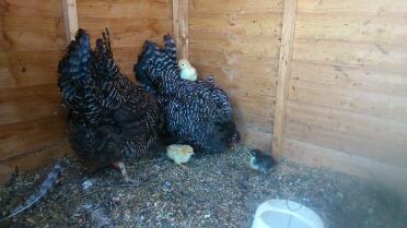 Two broody scots greys.