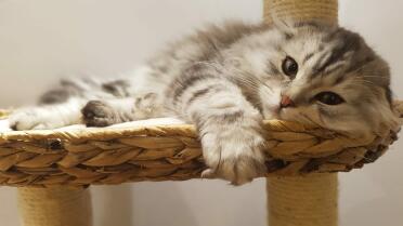 Scottish fold cats have the sweetest ears!