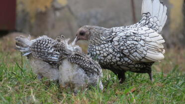 Chickens look great