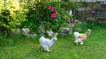 Having an adventure. our first visit to the top of the garden !