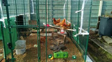 some of our hens enjoying their new omlet perch