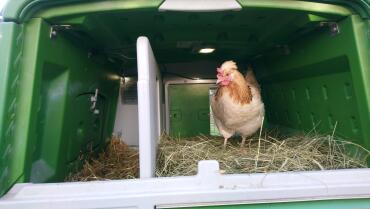 There's so much space for your chickens inside the cube!