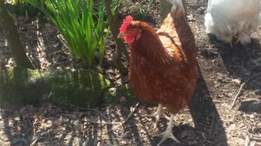 Chickens make lovely pets!