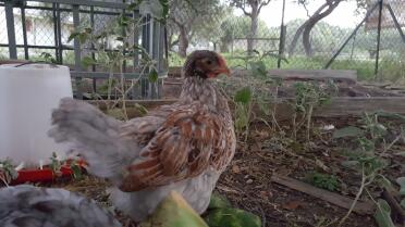 Blue Laced Red about 8 weeks