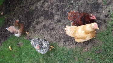 Chickens in Run