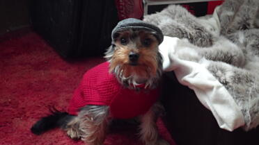 This Yorkshire terrier looks great all dressed up!