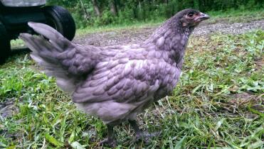 blue copper marans