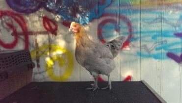 Blue Copper Marans hen