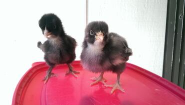 Cuckoo Marans