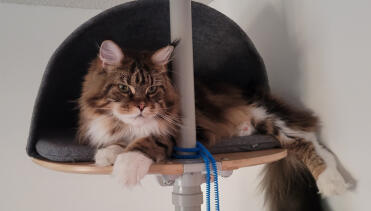 Great sleeping spot for a maine coon!