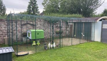 Lots of space for our chickens