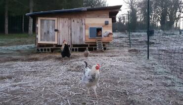 Keeping chickens is easier with the autodoor!