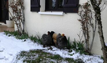 Chickens in snow