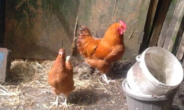 Warren hen and a new hampshire red cockrel