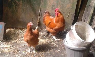 New hampshire red cockrel with a warren hen