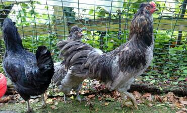 What lovely Araucana Chickens!