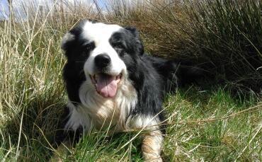 Finnan the 7 year old working sheepdog