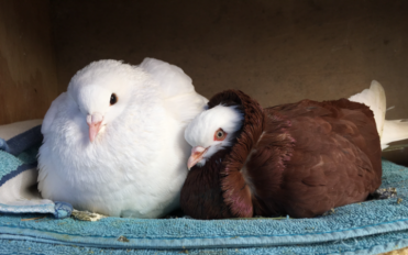 Pigeons can be such beautiful pets!