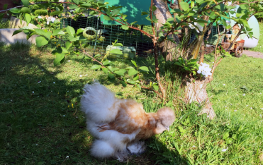 Having a gander in my new garden !