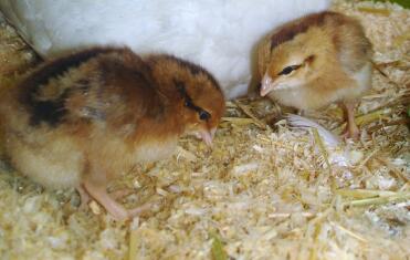 Two Welsummer Chicks