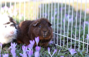 Guinea pigs are cute