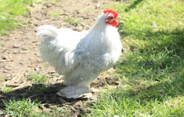 A lavender cuckoo pekin cockerel.