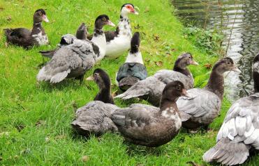 Muscovy ducks