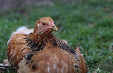 A chicken enjoying some relaxation