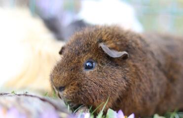 A portrait of a wonderful rex cochon guinea pig.