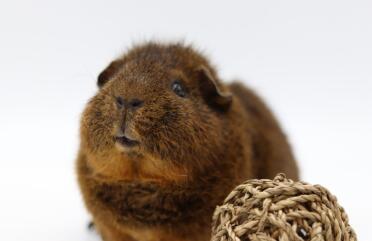 A handsome rex cochon guinea pig.