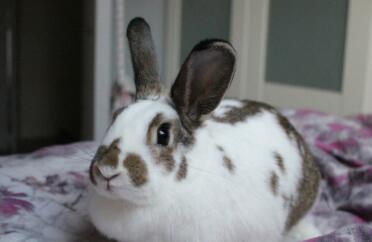 Rabbit Laying on Bed