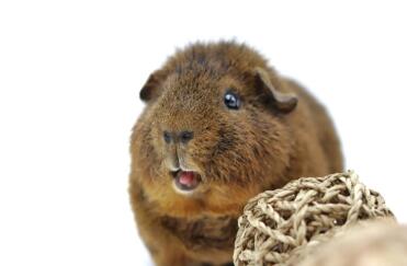 Guinea pigs are such lovely pets!