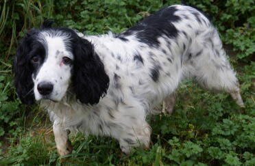 What a sweet springer spaniel!