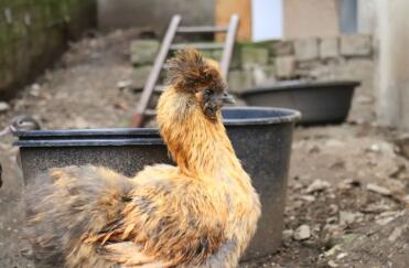 Chickens make such lovely pets!