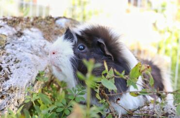 Guinea pigs are such lovely little animals!