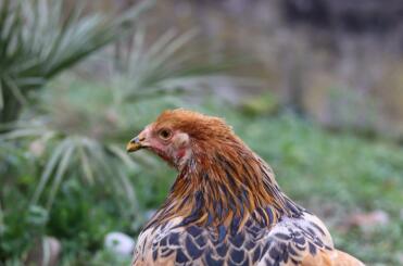 Chickens have such beautiful coats