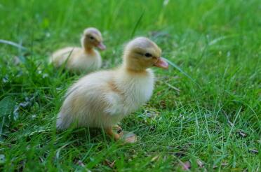 Butterscotch call ducklings, on grass!