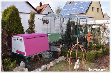 The Eglu Cube with walk in to the enclosure.