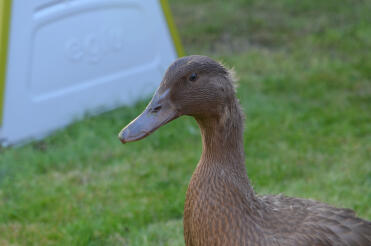 Delilah posing in front of the Eglu